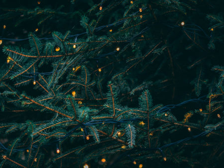 Pine tree branches with small lights