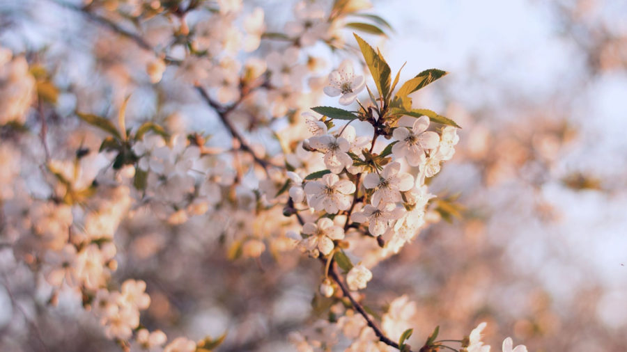A tree branch covered in blossoms