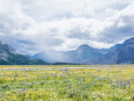 Field of flowers with mountains in the distance